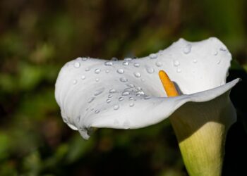 The Magnificence and Presence of the Arum Lily