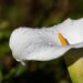 The Magnificence and Presence of the Arum Lily