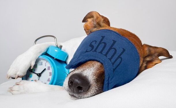 125 Humorous Good Morning Quotes to Begin Your Day with Hilarious Humor and Much less Stress