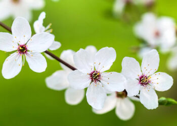 75 Brief Might Quotes for Your Letter Board to Welcome This Spring Month