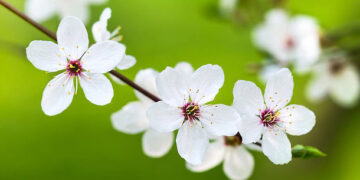 75 Brief Might Quotes for Your Letter Board to Welcome This Spring Month