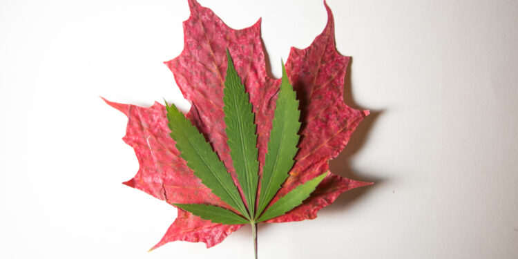 Hashish legalisation: what can we study psychosis danger from the good Canadian (quasi) experiment?