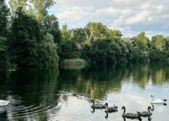 Find out how to Discover Quiet in a Noisy World