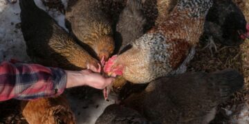 In case of a fowl flu pandemic, might immunity from seasonal flu assist? : Photographs