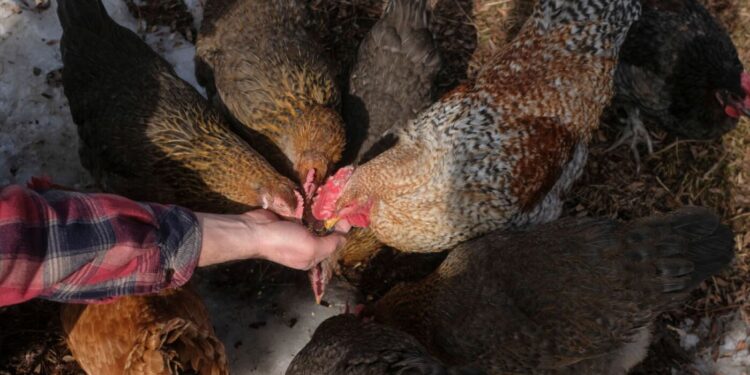 In case of a fowl flu pandemic, might immunity from seasonal flu assist? : Photographs