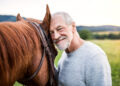 The therapeutic worth of horses for army veterans with PTSD