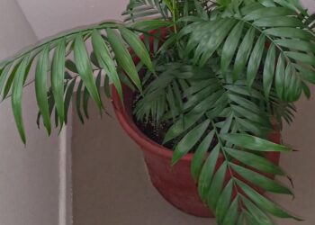 A Love Palm named Gratitude