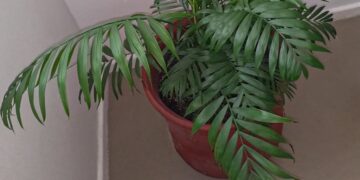 A Love Palm named Gratitude