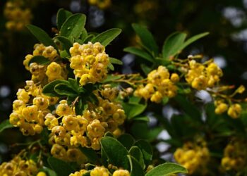 How Berberine Advantages POCS | HUM Vitamin Weblog