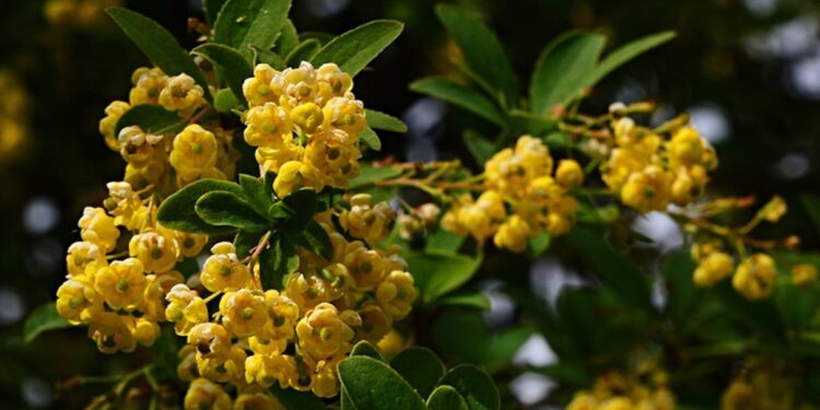 How Berberine Advantages POCS | HUM Vitamin Weblog