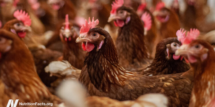 Emergence, Risks, and Preventive Measures