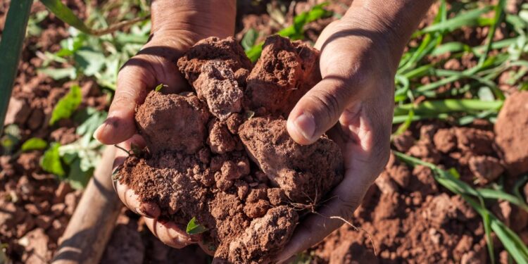 How Local weather Change Impacts Your Intestine Well being