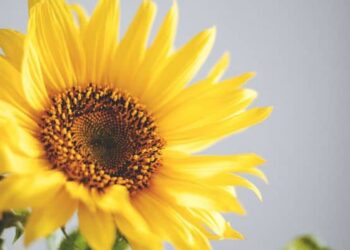 Brief, Optimistic and Humorous Sayings