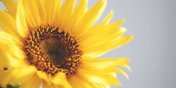 Brief, Optimistic and Humorous Sayings