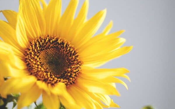 Brief, Optimistic and Humorous Sayings