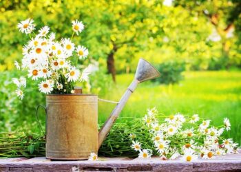 110 Inspirational June Quotes for a Optimistic, Enjoyable and Glad Summer season Month