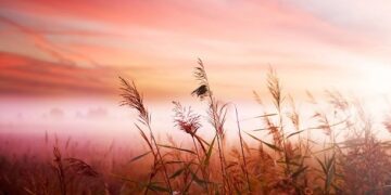 3 Issues You Have to Cease Doing to Dwell a Easier Life