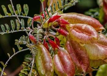 That means of Vernon Chalmers’ Wildflower Quote