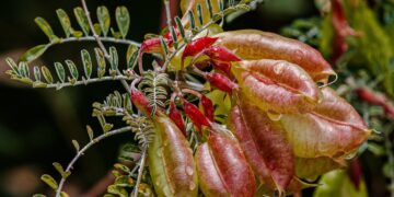 That means of Vernon Chalmers’ Wildflower Quote