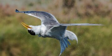 Psychological Well being and Motivation: Fashionable Existential Photographers