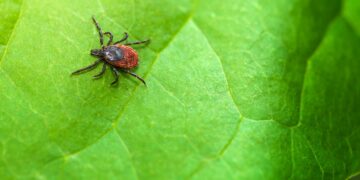 The Greatest and Worst Technique to Take away a Tick