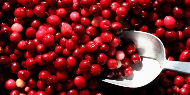 A Vaginal Probiotic Males Can Use? Sure, Hear Us Out…