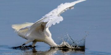 Existential Images as Dynamic Psychotherapy