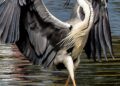 The Gray Heron as ‘Image of Grandiosity’