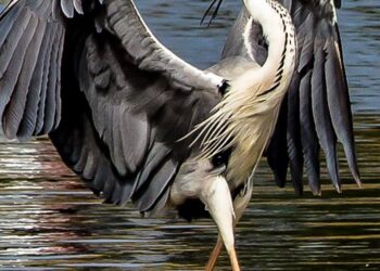 The Gray Heron as ‘Image of Grandiosity’