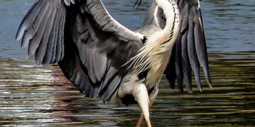 The Gray Heron as ‘Image of Grandiosity’