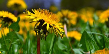 7 Yard Natural Treatments to Harvest Your self