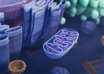 Mitochondrial illness prevented with donated genes : Pictures