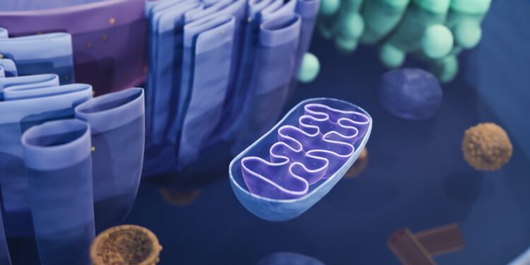 Mitochondrial illness prevented with donated genes : Pictures