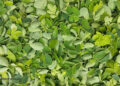 Is Moringa the Most Nutritious Meals? 