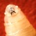 A Uncommon Flesh-Consuming Screwworm Infects U.S. Resident