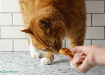 Mushy Selfmade Cat Treats Recipe