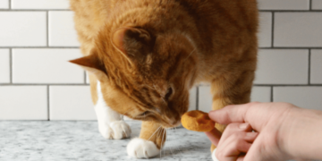 Mushy Selfmade Cat Treats Recipe