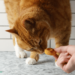 Mushy Selfmade Cat Treats Recipe