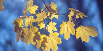 Inspirational, Humorous and Optimistic Sayings