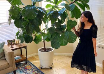 How To Take Care Of A Fiddle Leaf Fig Tree