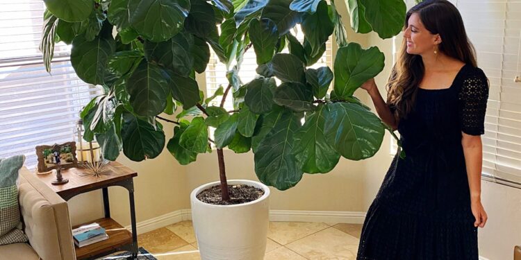 How To Take Care Of A Fiddle Leaf Fig Tree