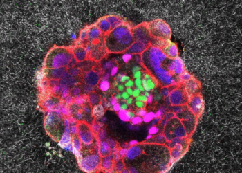 Embryos small however mighty, first reside movies present : Pictures