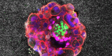 Embryos small however mighty, first reside movies present : Pictures