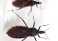 What You Ought to Know In regards to the ‘Kissing Bug’ Illness