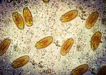 What Historical Poop Reveals About Our Ancestors