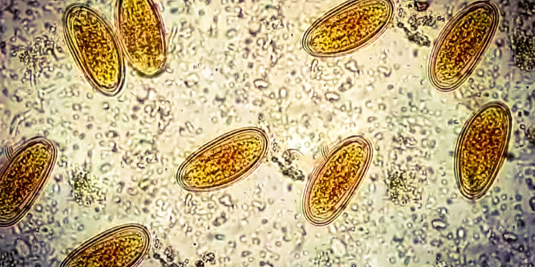 What Historical Poop Reveals About Our Ancestors