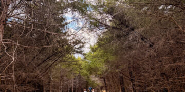 Make Like A Tree And Go away • Kath Eats