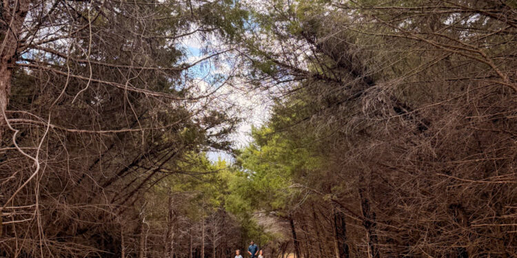 Make Like A Tree And Go away • Kath Eats