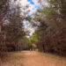 Make Like A Tree And Go away • Kath Eats