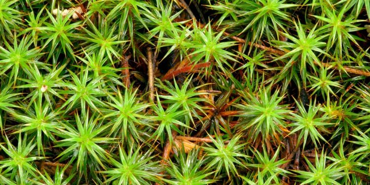 Moss Can Survive the Harsh Situations of House